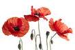 © Jeerawut - Red poppies.isolated on white background