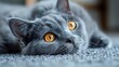 Gray Cat With Yellow Eyes Laying on Carpet