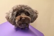 Cute Maltipoo dog peeking out of hole in violet paper on beige background. Lovely pet