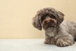 Cute Maltipoo dog on grey table against beige background, space for text. Lovely pet