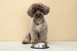 Cute Maltipoo dog and feeding bowl indoors. Lovely pet