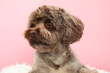 Cute Maltipoo dog with pillow resting on pink background. Lovely pet