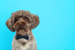 Cute Maltipoo dog with bow tie on light blue background, space for text. Lovely pet
