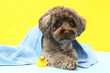Cute Maltipoo dog wrapped in towel and bath duck on yellow background. Lovely pet