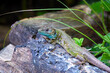 Black green lizard, lacerta schreiberi perched on a log.