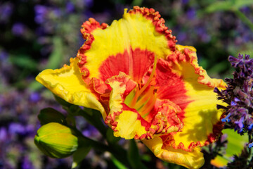 Canvas Print - Beautiful daylily in the garden