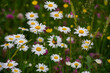 Meadow daisies among grass and beetles collect nectar.