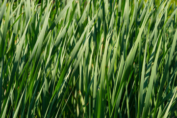 Wall Mural - Green fresh reed stalks on a sunny day.