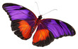 PNG Butterfly invertebrate monarch animal.