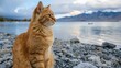 Beautiful Orange Scottish Straight Cat in Utah Lake