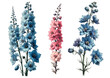 Set of three delphinium flowers, Vintage botanical