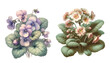 Primrose and forest viola flowers, Vintage botanical
