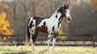American Paint Horse breed