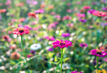 Wall Mural - Beautiful purple gerbera flowers at cosmos field in moring sunlight. amazing of gerbera flower field landscape. nature gerbera flower  background.