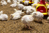 Fototapeta  - Poultry meat farming ,Chickens in close farm, temperature and light control.