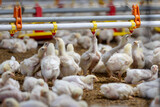 Fototapeta  - Chickens are drinking water in close farm, temperature and light control , Thailand.