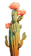 PNG Beautiful tall cactus painting plant inflorescence