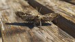 A Spiny Oakworm Moth perched on a wooden picnic table from a high angle