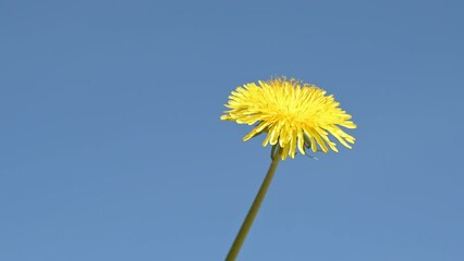 Wall Mural - Yellow dandelion flower head against blue sky