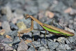 Preying Mantis Close Up with Green Under His Wing