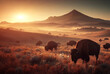American Bison in South Dakota in a field at sunset.