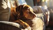 A reflective brown dog relaxes in the sunlight on a comfortable suede sofa creating a tranquil and serene mood with its warm hues
