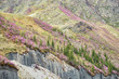 Mountain slopes covered with blooming Rhododendron dauricum bushes with flowers near Altai river Katun.