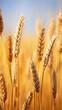high narrow vertical panorama golden ears of wheat in the field ripe harvest ready for harvesting