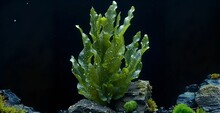 Underwater Green Algae Plant Surrounded By Rocks And Moss On A Dark Background