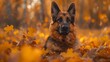 German shepherd dog lounging in a pile of autumn leaves