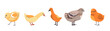 Cartoon Baby Birds Collection Vector