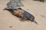 Fototapeta Pomosty - Dead porpoise on a beach on the Atlantic Ocean in France.