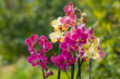 Beautiful orchid flowers - phalaenopsis