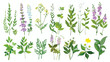 Wild herbs set with names isolated Wildflowers herbs
