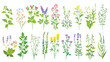 Wild herbs set with names isolated Wildflowers herbs