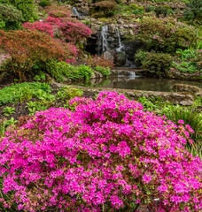 A lovely spring garden in bloom