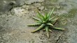 A spiky green plant grows on a cement surface