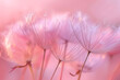 Close up of delicate dandelion seeds on pink background