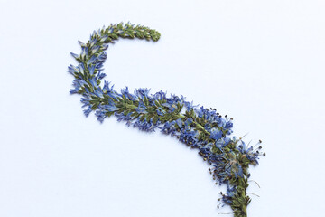 Sticker - Dry pressed veronica spicata flower on a white background