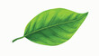 Leaf icon image Vector illustration isolated on white