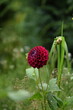 Dahlia flower on bokeh garden background, dahlia flower closeup.