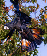 Flying beautiful red tailed black cockatoo in a tree around the Swan Valley, Perth, Western Australia