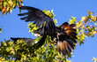 Flying beautiful red tailed black cockatoo in a tree around the Swan Valley, Perth, Western Australia