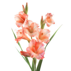 Wall Mural - Beauty flower, Gladiolus isolated on a white background