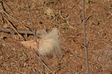  Burlap bag with sheep wool in the forest. It is used to keep away the sheep from young trees in a reforestation project, so they don`t get eaten. Drongengoedbos nature reserve, Ursel, Belgium