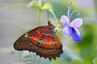 Bortenfalter (Cethosia biblis) Schmetterling auf Blüte