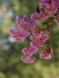 Natur April, japanische Kirschblüten starker Blütenast
