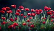 Symbolic red poppies  commemorative flowers on dark background for remembrance day and anzac day