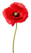 PNG Poppy flower plant white background inflorescence