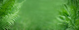 Fototapeta Na sufit - zielone paprocie  jako baner